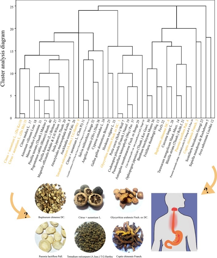 Bài thuốc Sini Zuojin Decoction từ thảo dược