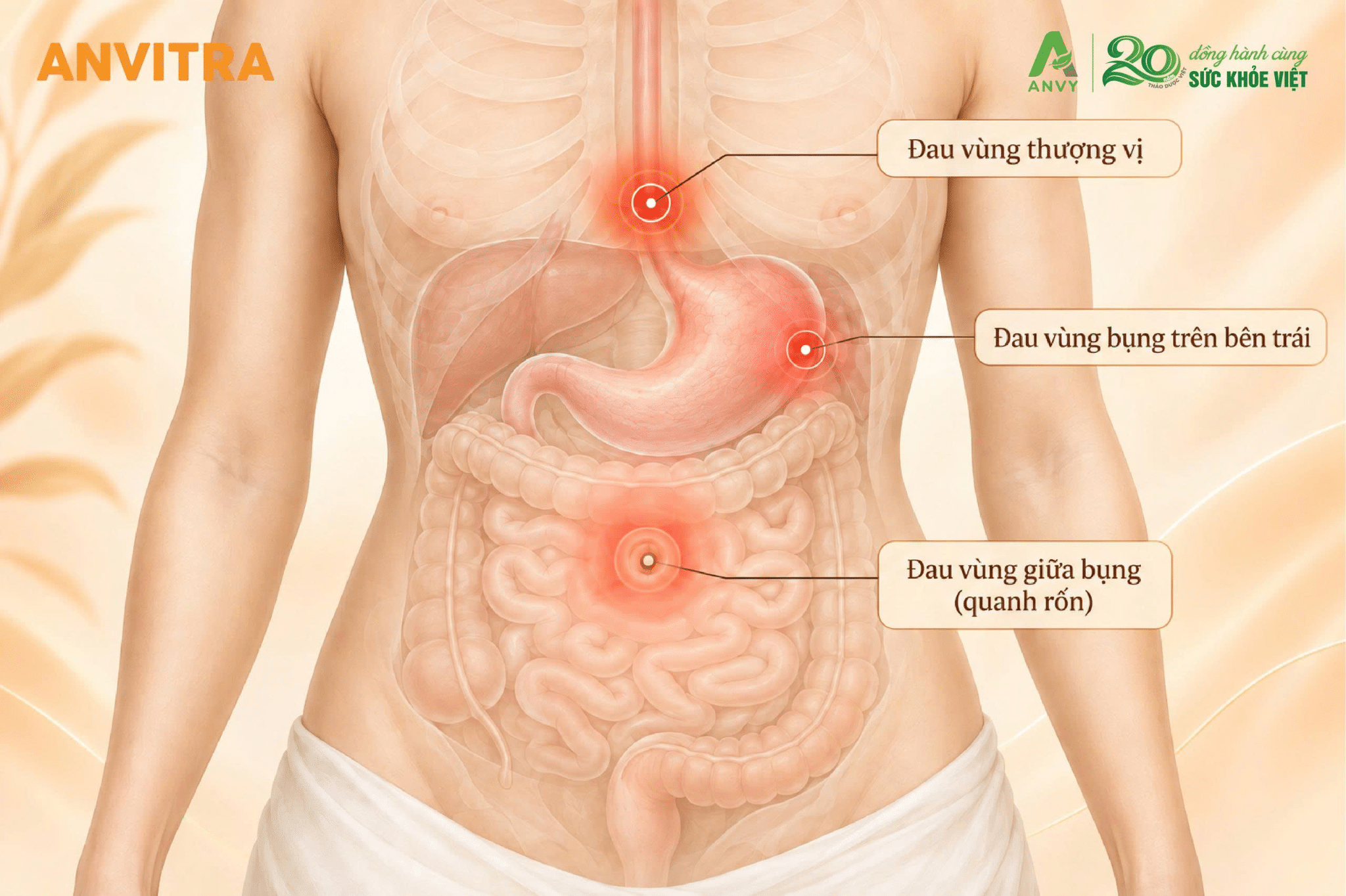Xác định đau bao tử đau ở vị trí nào giúp nhận biết chính xác tình trạng tổn thương dạ dày.