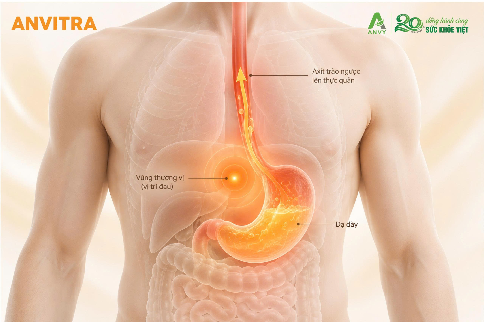 Đau thượng vị, ợ hơi và ợ nóng có thể xuất hiện trong nhiều bệnh lý tiêu hóa