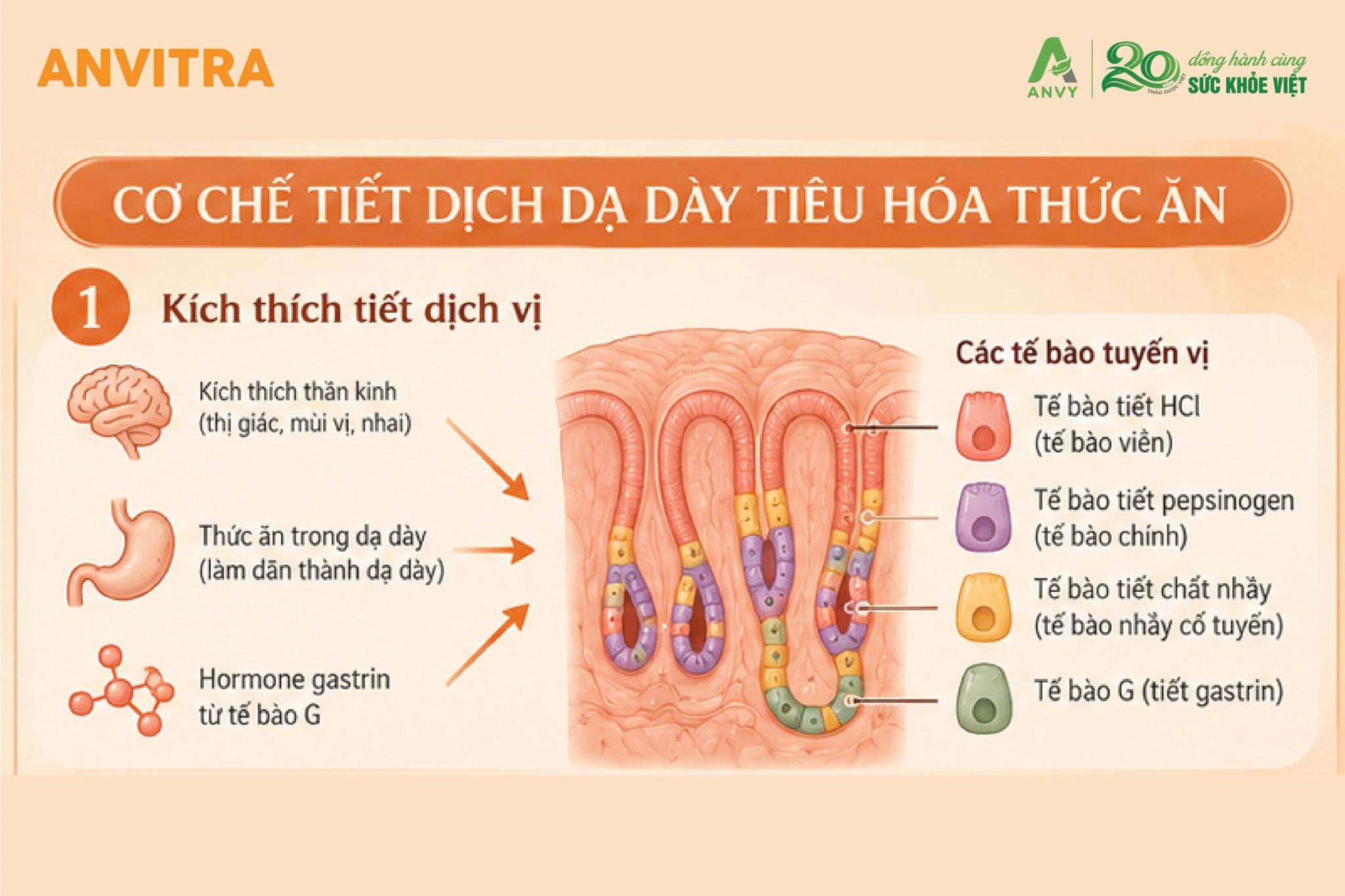 Dạ dày đóng vai trò co bóp và sử dụng dịch vị để chuyển hóa thức ăn.