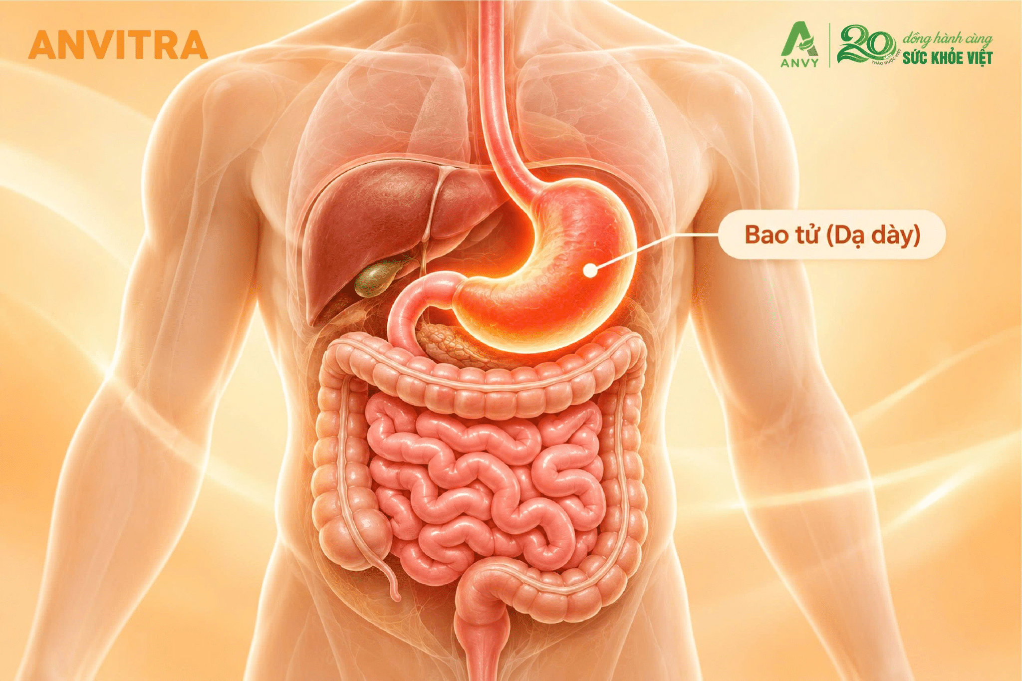 Bao tử và dạ dày thực chất là hai tên gọi khác nhau của cùng một cơ quan.